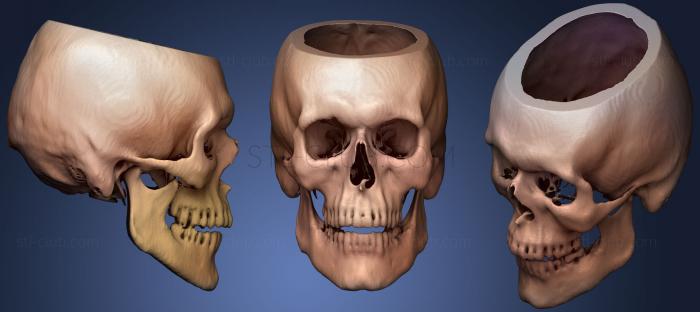 3D модель Череп Мужской 53лет (STL)